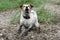 CRAZY AND DIRTY JACK RUSSELL DOG PLAYING IN A MUD PUDDLE ON FORE