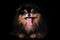 Crazy funny dog of pomeranian spitz breed with tongue hanging out isolated