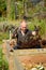 Crazy gardener happy with his compost!