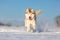 Crazy, happy and beautiful beige and white dog breed siberian husk running on the snow in the winter field