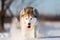 Crazy, happy and beautiful beige and white dog breed siberian husky running fast on the snow in the winter field