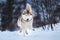 Crazy and happy beige and white dog breed siberian husky running on the snow path in the forest