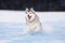 Crazy, happy and cute beige and white dog breed siberian husky running on the snow path in the field