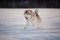 Crazy, happy and cute beige and white dog breed siberian husky running on the snow path in the field