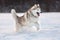 Crazy, happy and free beige and white dog breed siberian husky running on the snow path in the field