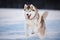 Crazy, happy and funny beige and white dog breed siberian husky running on the snow in the field at sunset