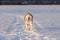 Crazy, happy and funny beige and white dog breed siberian husky running on the snow path in the winter field