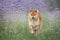 Crazy and happy red shiba inu dog running in the violet flowers field. Phacelia blossoms. Beautiful japanese dog