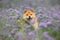 Crazy and happy red shiba inu dog running in the violet flowers field. Phacelia blossoms. Beautiful japanese dog