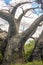 Crazy Leafless Tree Closeup Vertical