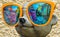 Crazy Meerkats in Mirrored glasses