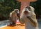 Crazy monkey asking for the food like praying. Another humble monkey observing it on background