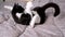 Crazy playful black and white domestic cat somersaulting in funny pose.