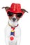 Crazy silly funny dog hat glasses tie