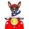 Crazy silly motorbike dog