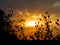 A crazy sunset background with silhouettes of lots of thorny flowers