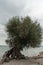 Crazy tree at the lake of Constance in Bregenz in Austria