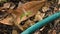 creack green watering rubber tube with water leaking on ground in garden