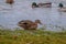 It creaks ducks taking a leisurely stroll in a lush grassy park near a tranquil body of water