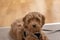 Cream Australian Labradoodle puppy, photos taken indoors.