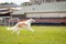 Cream borzoi outdoor on dog show at summer