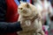 Cream british shorthair cat
