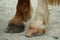 The cream and brown hooves with the metal horseshoe