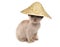 Cream burmese kitten wearing chinese hat