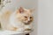 Cream color cute Ragdoll cat sit on table and close eye