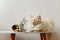 Cream color cute Ragdoll cat sleep on table,close eyes enjoy quiet, beautiful flowers with the cat