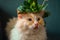 Cream color ragdoll cat wear green leaf Garland, sitting on the dark blue sofa