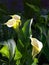 Cream colored Calla Lilies