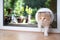 Cream colored cat entering room through cat flap