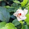 Cream-colored China Rose, Hibiscus Double with buds