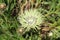 Cream colored Cornflower - Centaurea Cheiranthifolia