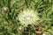Cream colored Cornflower - Centaurea Cheiranthifolia