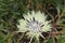 Cream colored Cornflower - Centaurea Cheiranthifolia