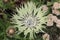 Cream colored Cornflower - Centaurea Cheiranthifolia