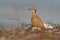 Cream-colored Courser Cursorius cursor