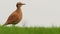 Cream-colored courser cursorius cursor in the sand desert and grass on the seashore, walking, running and feeding wader, very fa