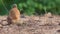 Cream-colored Courser Cursorius cursor in the sand desert and grass on the seashore, walking, running and feeding wader, very fa