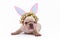 Cream colored French Bulldog puppy dressed up as easter bunny with paper rabbit ears headband with flowers on white background