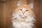 Cream colored white maine coon cat on wooden background portrait