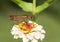 Cream Colored Zinnia Blossom and Dark Skipper Butterfly