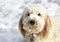 Cream coloured labradoodle puppy with snow on its face