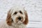 Cream coloured labradoodle puppy with snow on its face