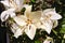 Cream coloured lilies.