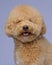 cream creamy female poodle dog photo shoot session on studio with gray blue background and happy expression