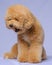 cream creamy female poodle dog photo shoot session on studio with gray blue background and happy expression