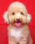 Cream creamy female poodle dog photo shoot session on studio with red color background and happy expression